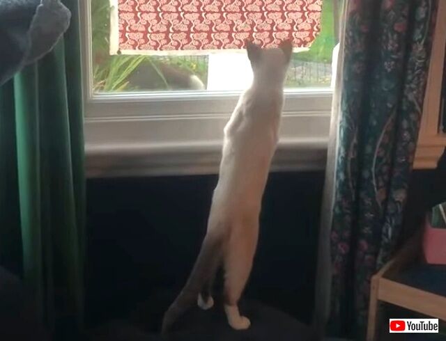 foxncat5_640