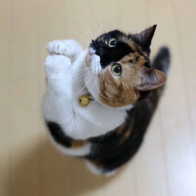prayingcat13_e