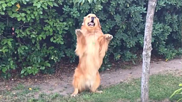 bestpets6w4-9_e