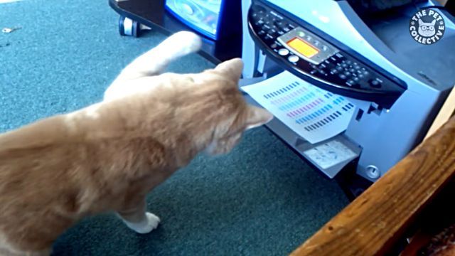 adorablecats6