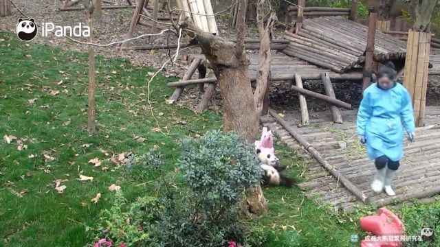 babypandastoy1_e