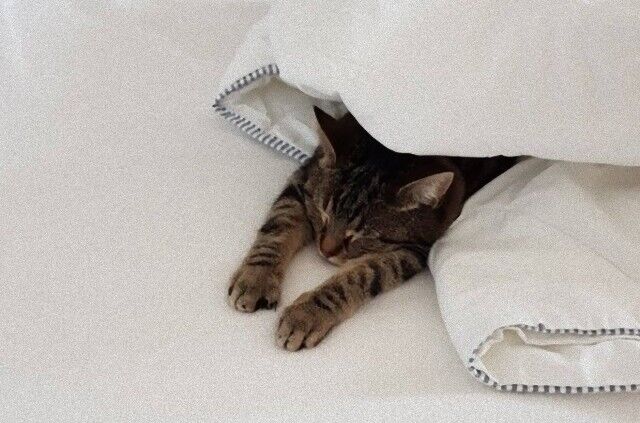 sleepy0_e