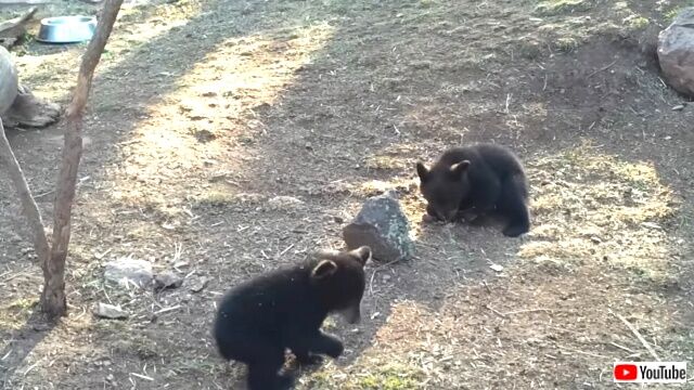 bearcubs2_640