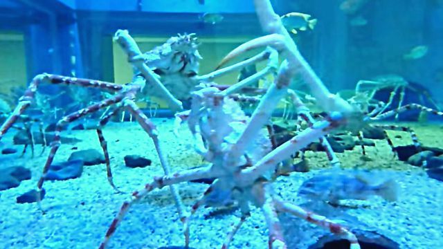 spidercrab1