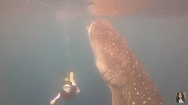 whalesharkdive4_e