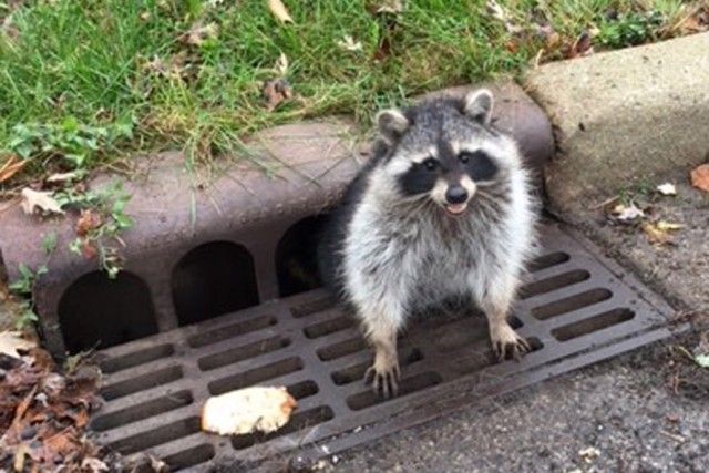 raccoon_e