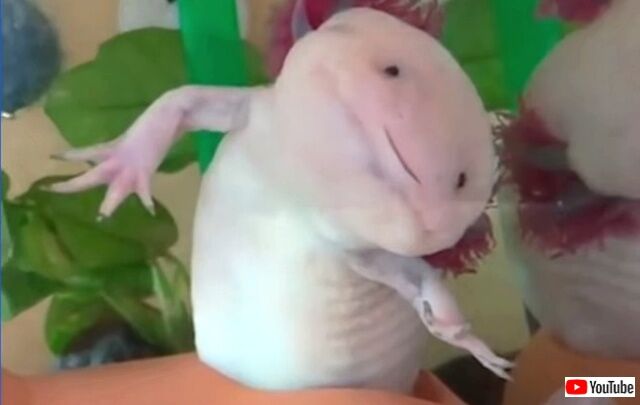 axolotls4_640