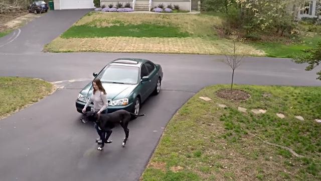 greatdane5
