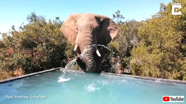 elephants2_640