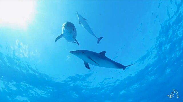 dolphininvitation1_e