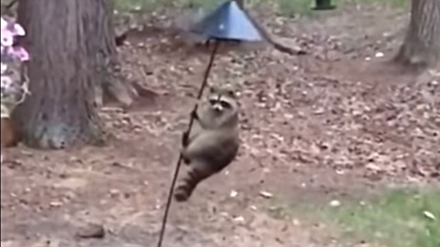 racoonvsbirdfeeder1