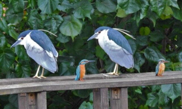 これは神様のコピペミス？バグってしまった世界線の犬や猫や鳥なんかの画像を集めてみた