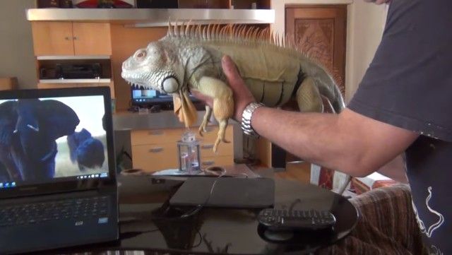 iguana8_e