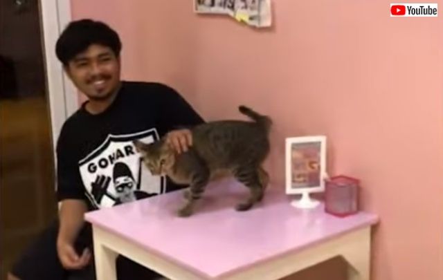 タイのレストランの看板猫、常連さんが来るとサッとしてピュっとしてハイタッチ！