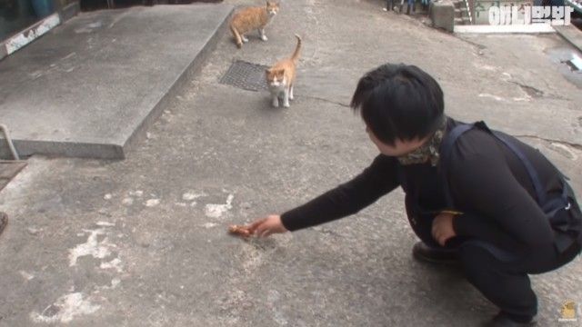 bodyguardcats4_e
