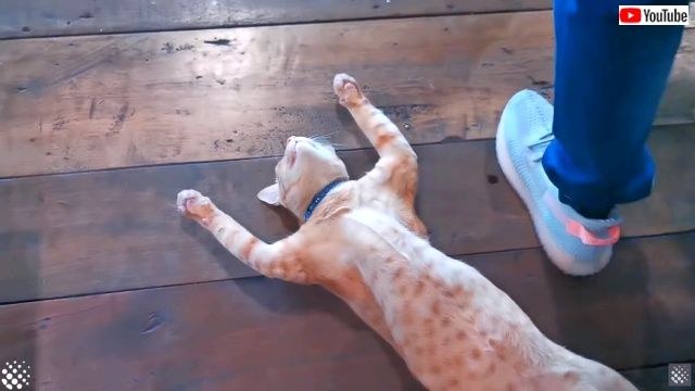 lazysleepingcat6_640