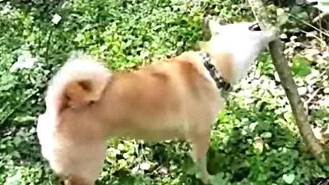 shiba2_e