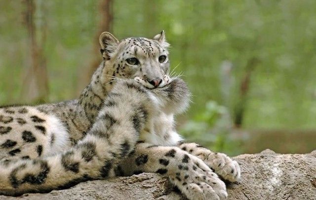 snowleopards1_e