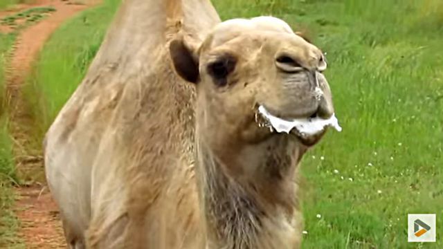 camel4