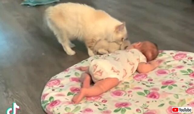 catbringskitten2_640