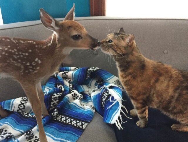 catbdeer