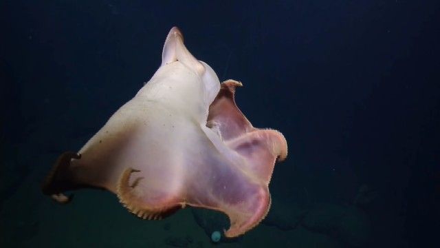 umbrellaoctopus6_e