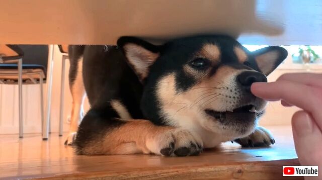 maxdoggo2_640