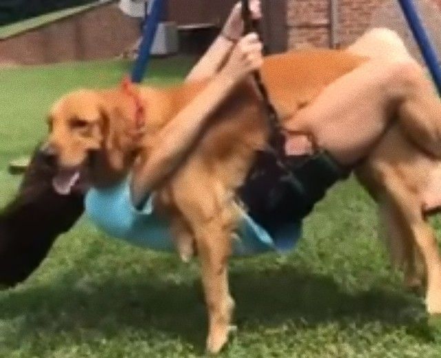 dogwantstoswing4_e
