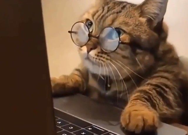 dogsncatscute0_e