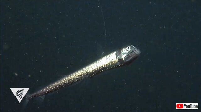 viperfish1_640