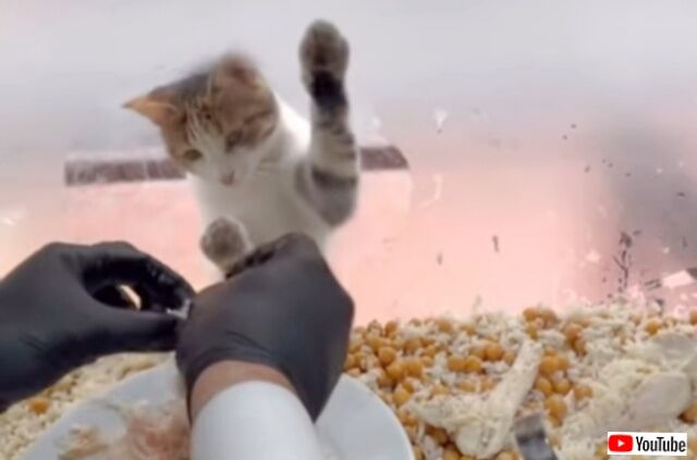「おじちゃん、美味しいのちょうだいニャ！」トルコの猫、レストランの店先でチキンをおねだりする