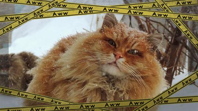 catsok-frame