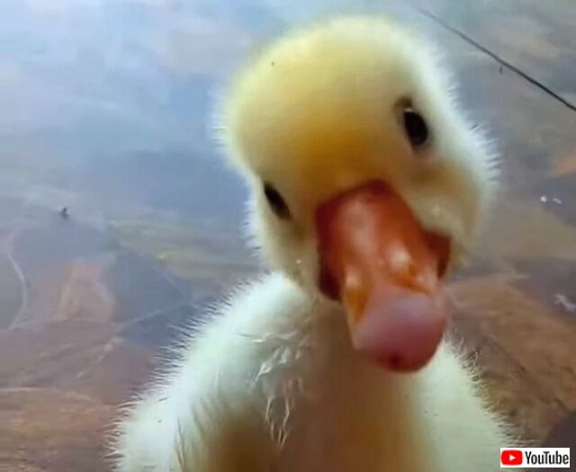 dogngoose2_640