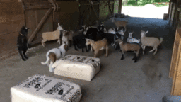 st-bernard-meets-goats-iloveimg-resized