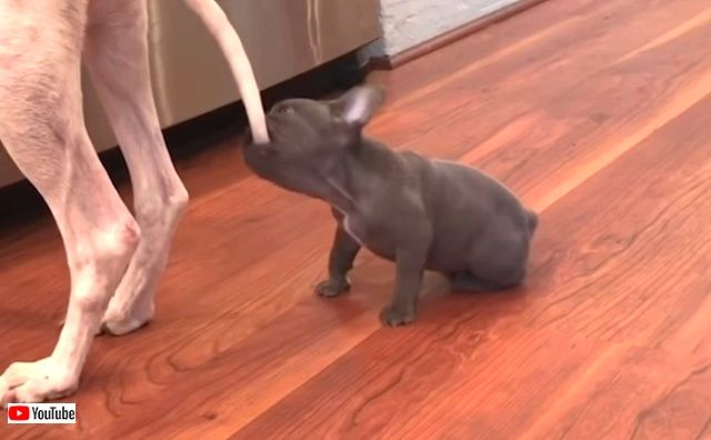 bestpets201909_1_640