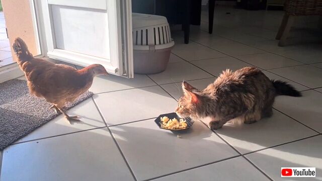 kittenbschicken1_640
