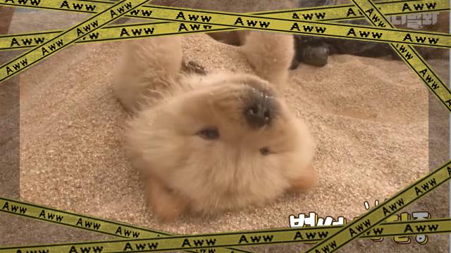 dog-f [www-frame