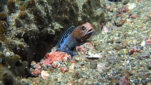 jawfish1
