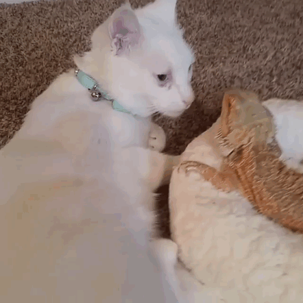 07-bearded-dragon-cat-friendship