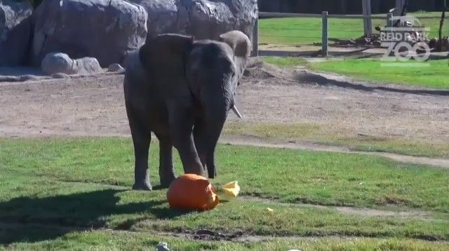 halloweenatzoo2_e
