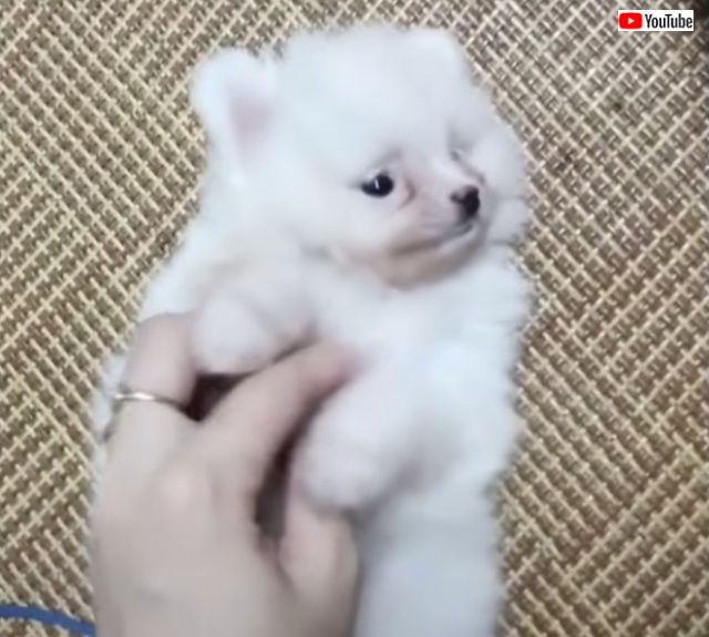 cutebabieanimals3_640
