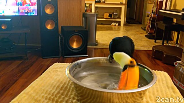toucanplayingwater2