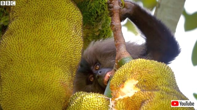 macaquesnsquirels9_640