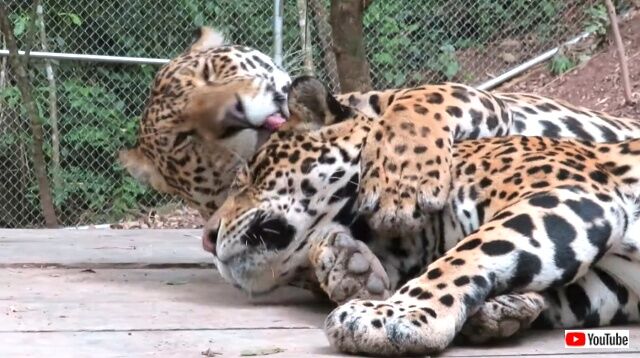 jaguars3_640