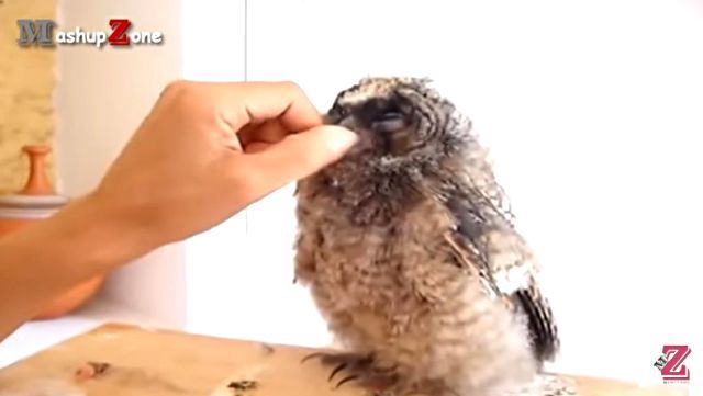 cuteowl4