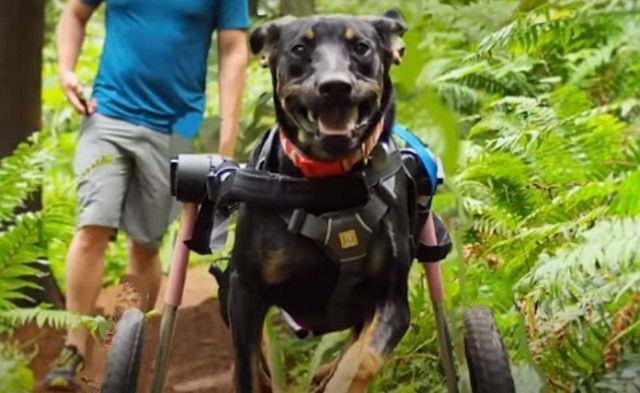 wheelchairdog0_e