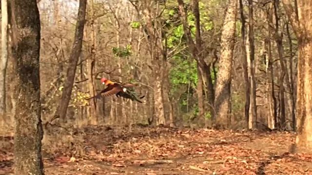 flyingchiden5