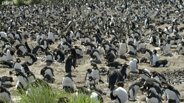 penguins9