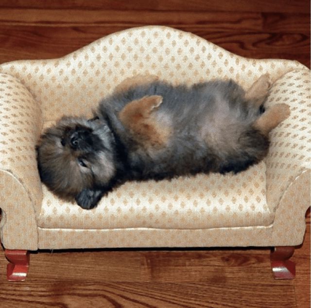 puppies19_e
