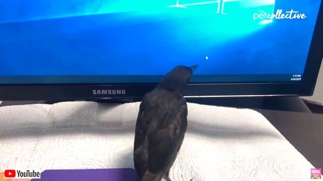 bestpet20190901_2_640